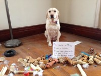 Hoarder dog